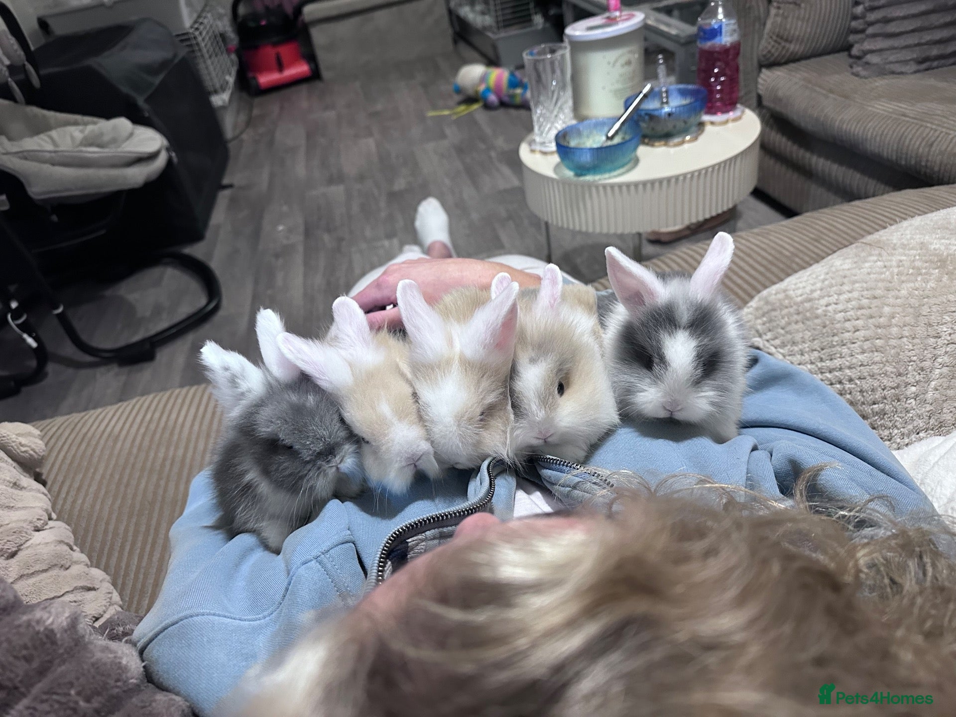 Lionhead rabbits for sale: Mixed lot of double main Lionhead bunnies 😍 - Advert 1