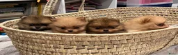 Pomeranian dogs for sale: Champion line Bear type Poms  - Advert 14