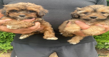 Shihpoo dogs - Advert 11