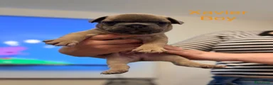 French Bulldog 1