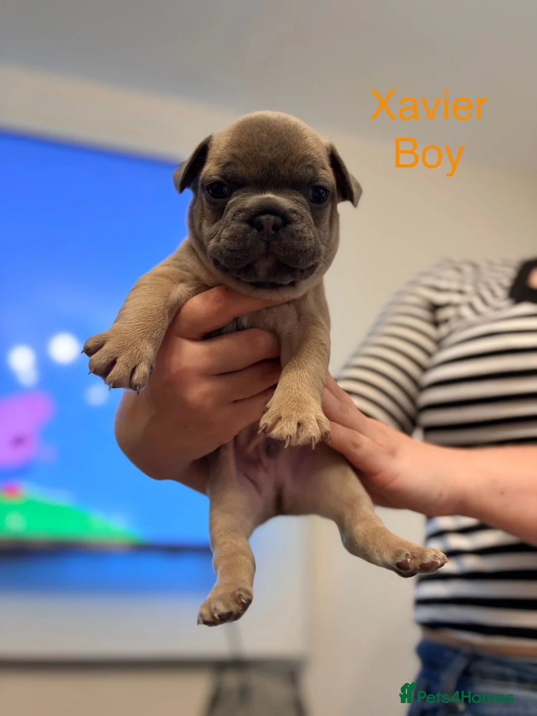 French Bulldog dogs for sale: Male French bulldog puppies  in Newton Aycliffe - Advert 2