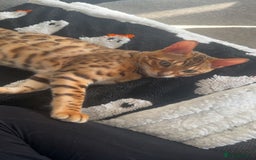 Bengal cats for sale: Beautiful bengal cat  - Image 6