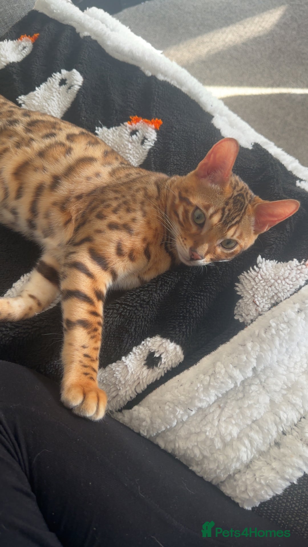 Bengal cats for sale: Beautiful bengal cat  - Image 6