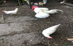 Chickens poultry for sale: Utility white leghorn hatching eggs large fowl - Image 2