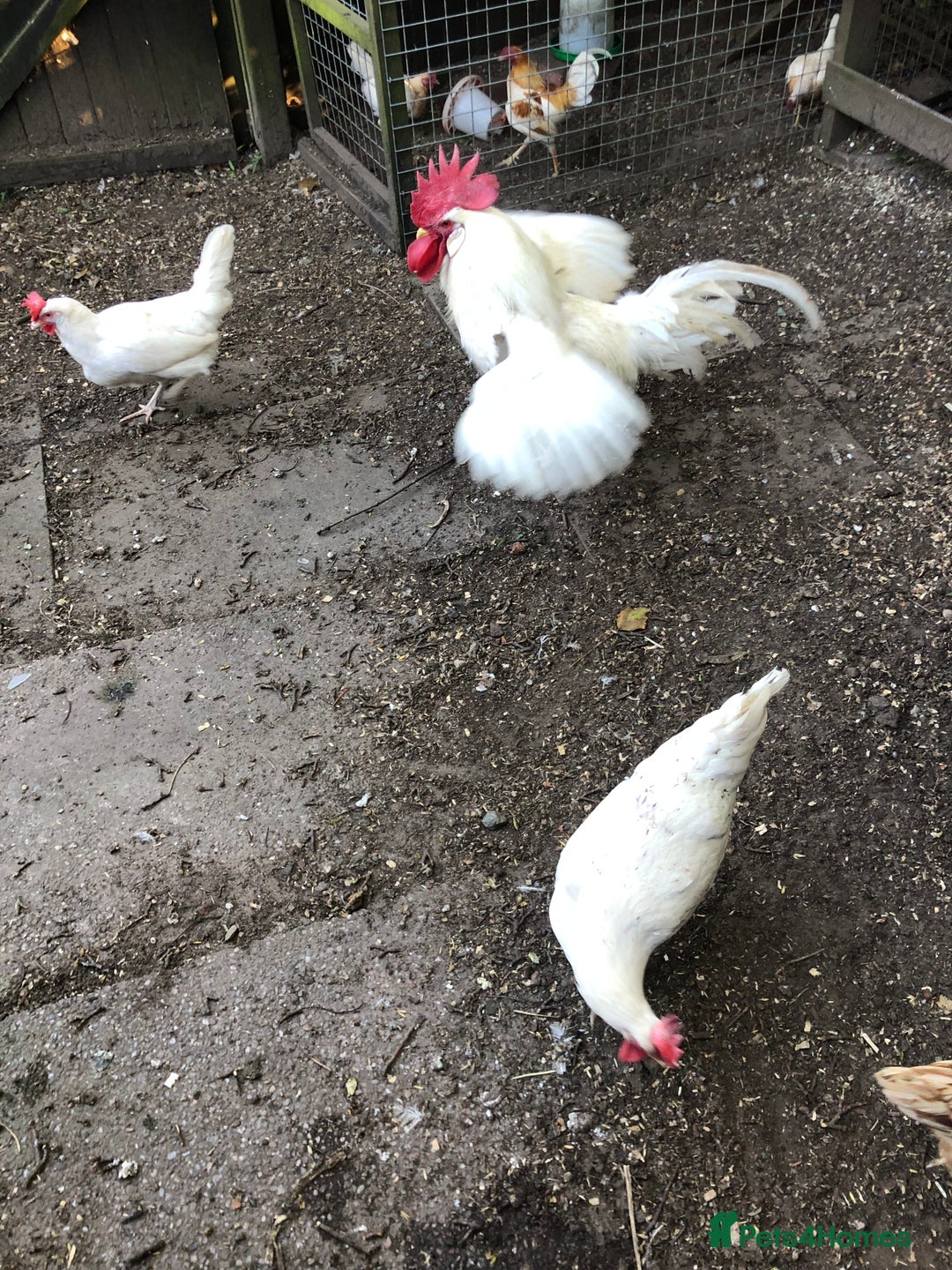 Chickens poultry for sale: Utility white leghorn hatching eggs large fowl - Image 2