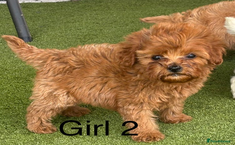 Cavapoo dogs - Advert 15