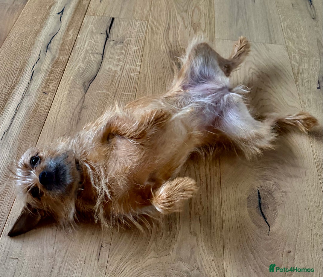 Norfolk Terrier dogs for adoption: 🐾 MAMBI – Female Norfolk Terrier - Advert 3