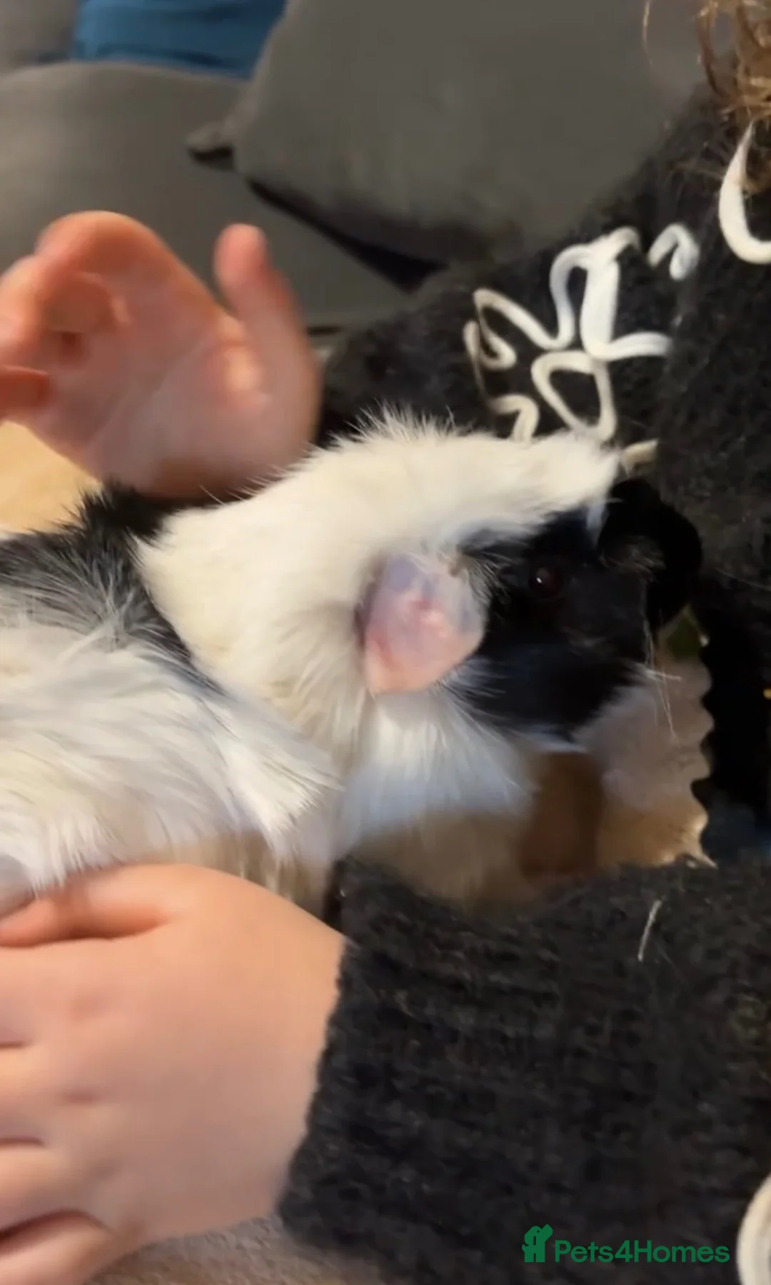 Guinea Pig rodents for sale: Cheese and Pickle in Worcester - Advert 2