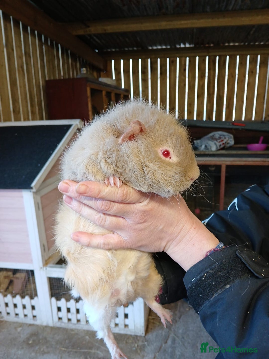 Guinea Pig rodents for sale: Lunkarya and Abyssinian guinea pigs for sale  - Advert 4