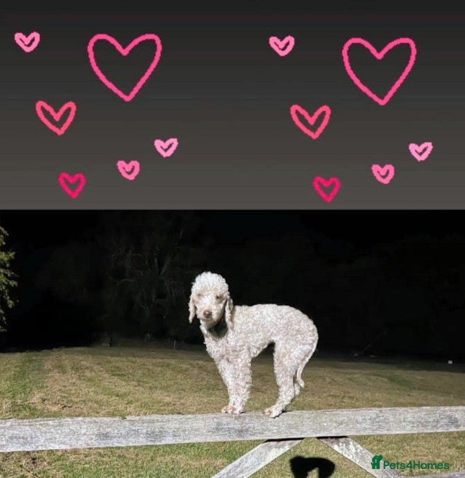 Bedlington Terrier dogs DNA tested purebred Bedlington terrier  - Advert 1