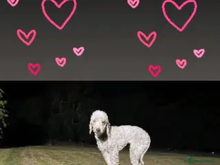 Bedlington Terrier dogs DNA tested purebred Bedlington terrier - Advert 1