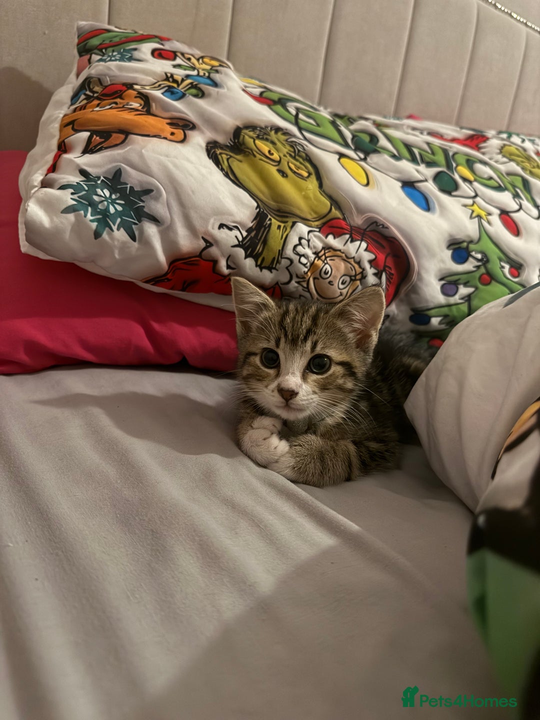 Bengal cats for sale: Puds the bengal kitten - Advert 4