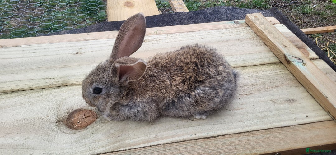 Continental Giant rabbits for sale: Continental giant kits  - Image 7