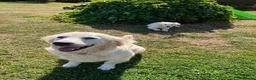 Golden Retriever dogs for sale: Kc beautiful girl  - Advert 9