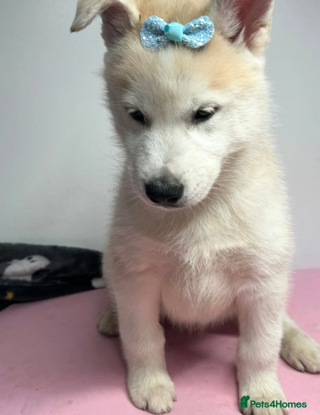Siberian Husky dogs for sale: Siberian husky  - Advert 1