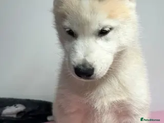 Siberian Husky dogs Siberian husky - Advert 1