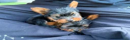 Yorkshire Terrier dogs for sale: 2x Tiny Yorkshire Terrier Puppies - Advert 3