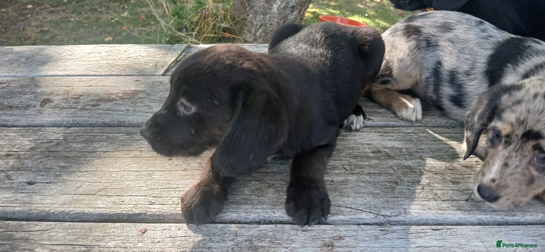 Mixed Breed dogs for sale: Puppy’s  - Image 4
