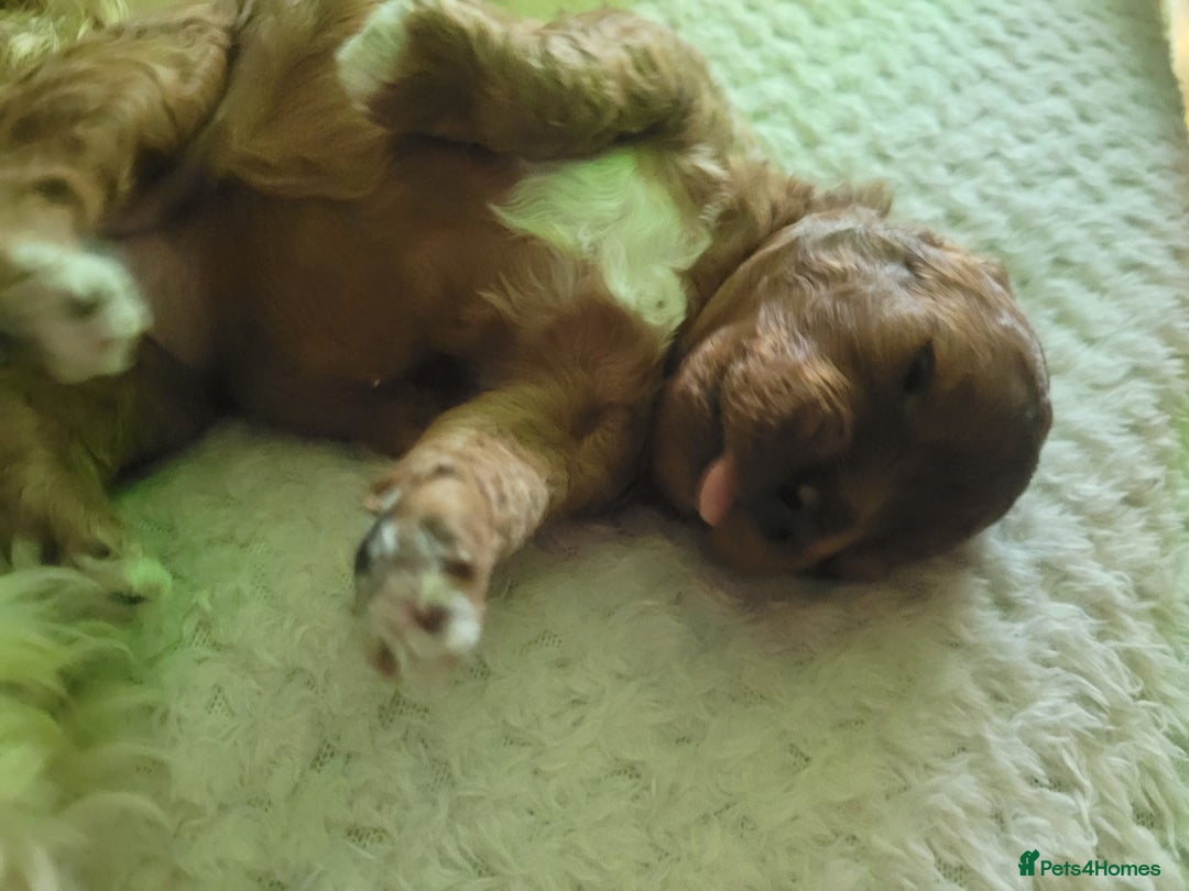 Cavapoo dogs for sale: Adorable mini Cavapoo puppies F1bb - Advert 22
