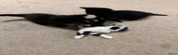 Mixed Breed cats for sale: My Four Adorable Kittens - Advert 9