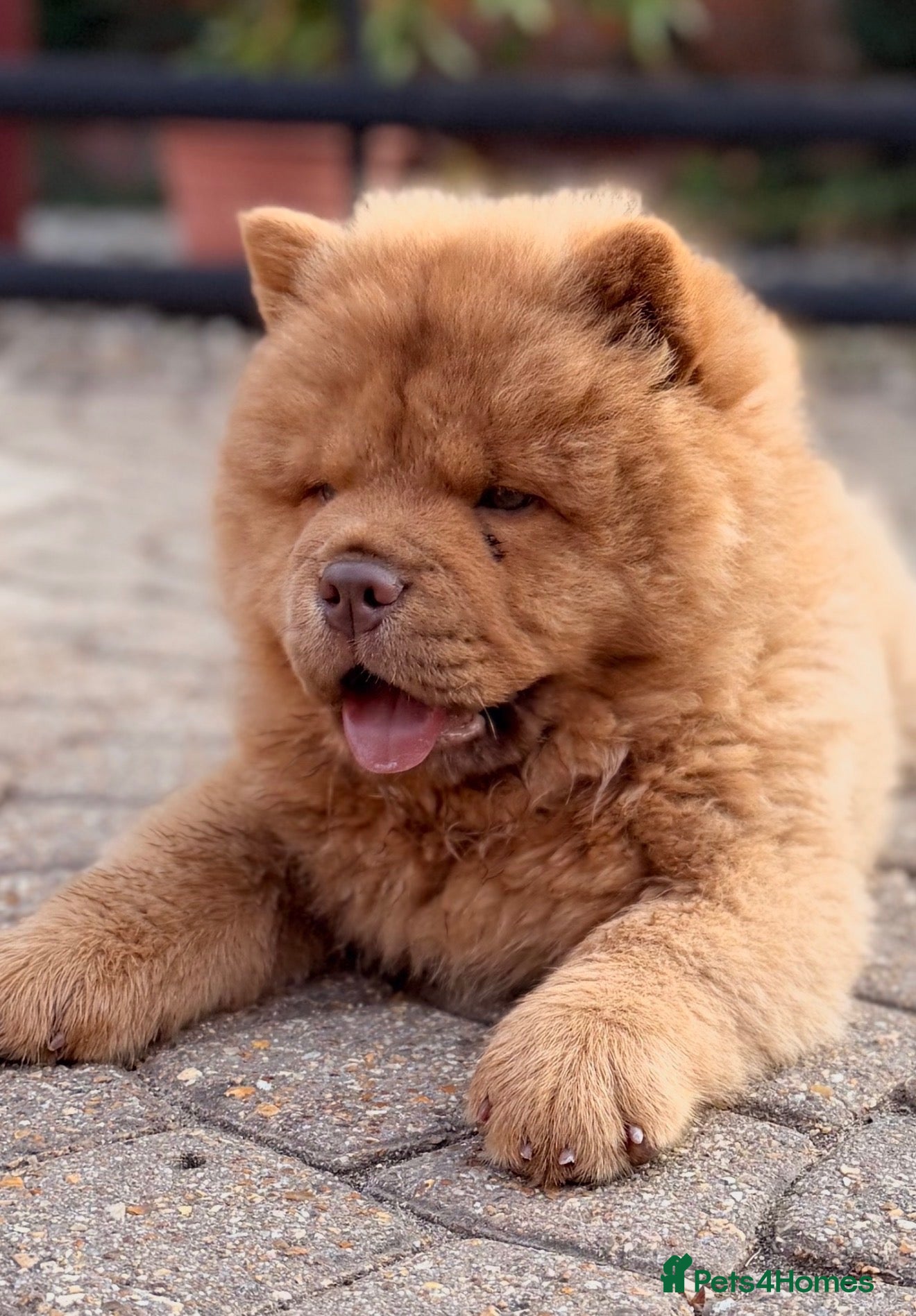 Chow Chow dogs REDUCED-Ready to leave-£1500 - Advert 2