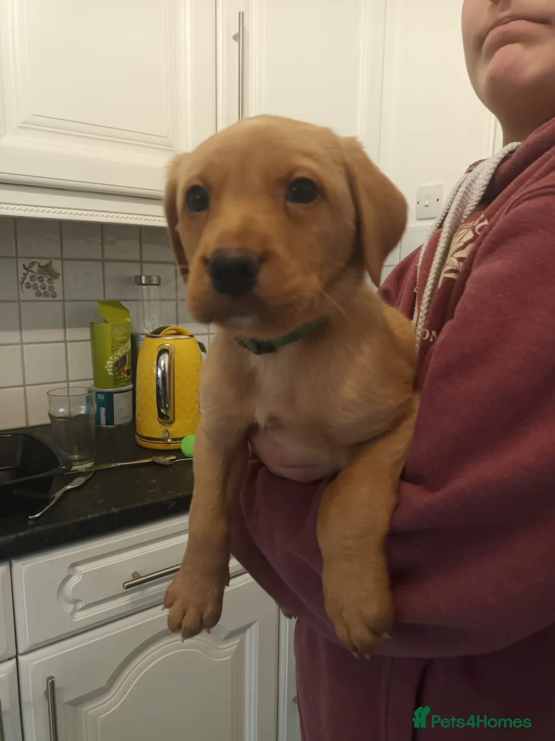 Labrador Retriever dogs for sale: Fox Red KC Reg Fox Red Lab, M&D hip & elbow scored - Advert 10