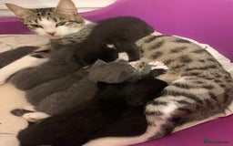 British Longhair cats for sale: beautiful kittens  - Image 4