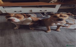 American Bull Staffy dogs for sale: Two lovely girls  - Image 7