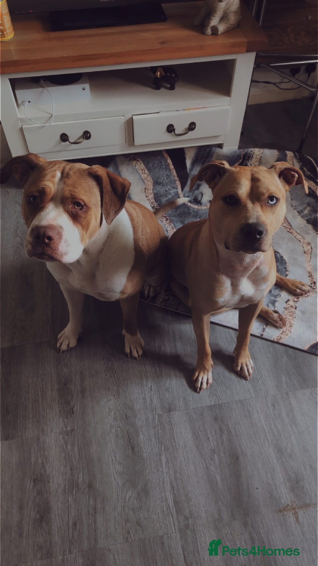 American Bull Staffy dogs for sale: Two lovely girls  - Image 7