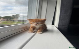Mixed Breed cats for sale: Mixed kittens for sale - Image 6