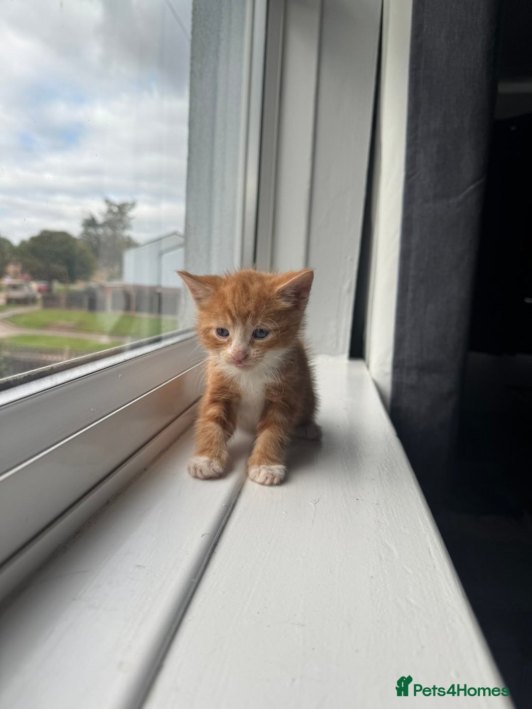 Mixed Breed cats for sale: Mixed kittens for sale - Image 6