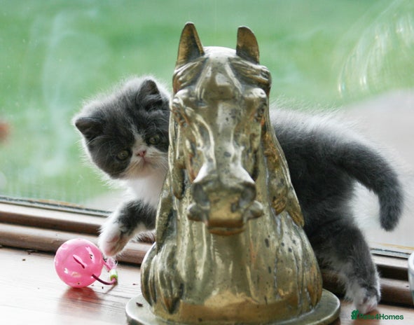 Exotic cats - Advert 1