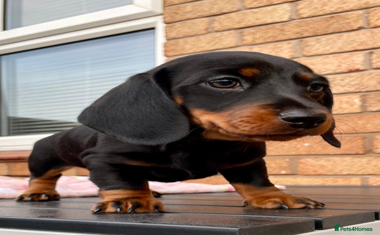 Miniature Dachshund dogs - Advert 15