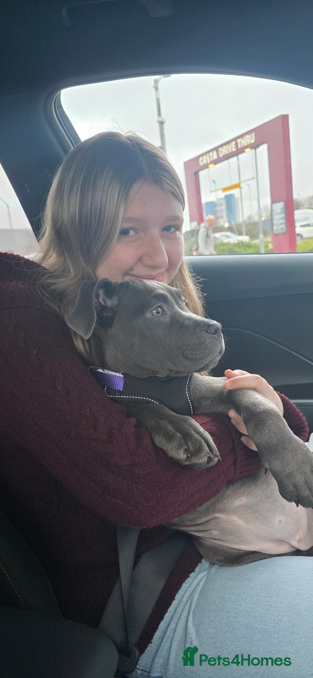 Cane Corso dogs for sale: Blue Cane Corso Puppy (female) - Advert 4