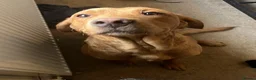 Labrador Retriever dogs for sale: KC fox red lab - Advert 5