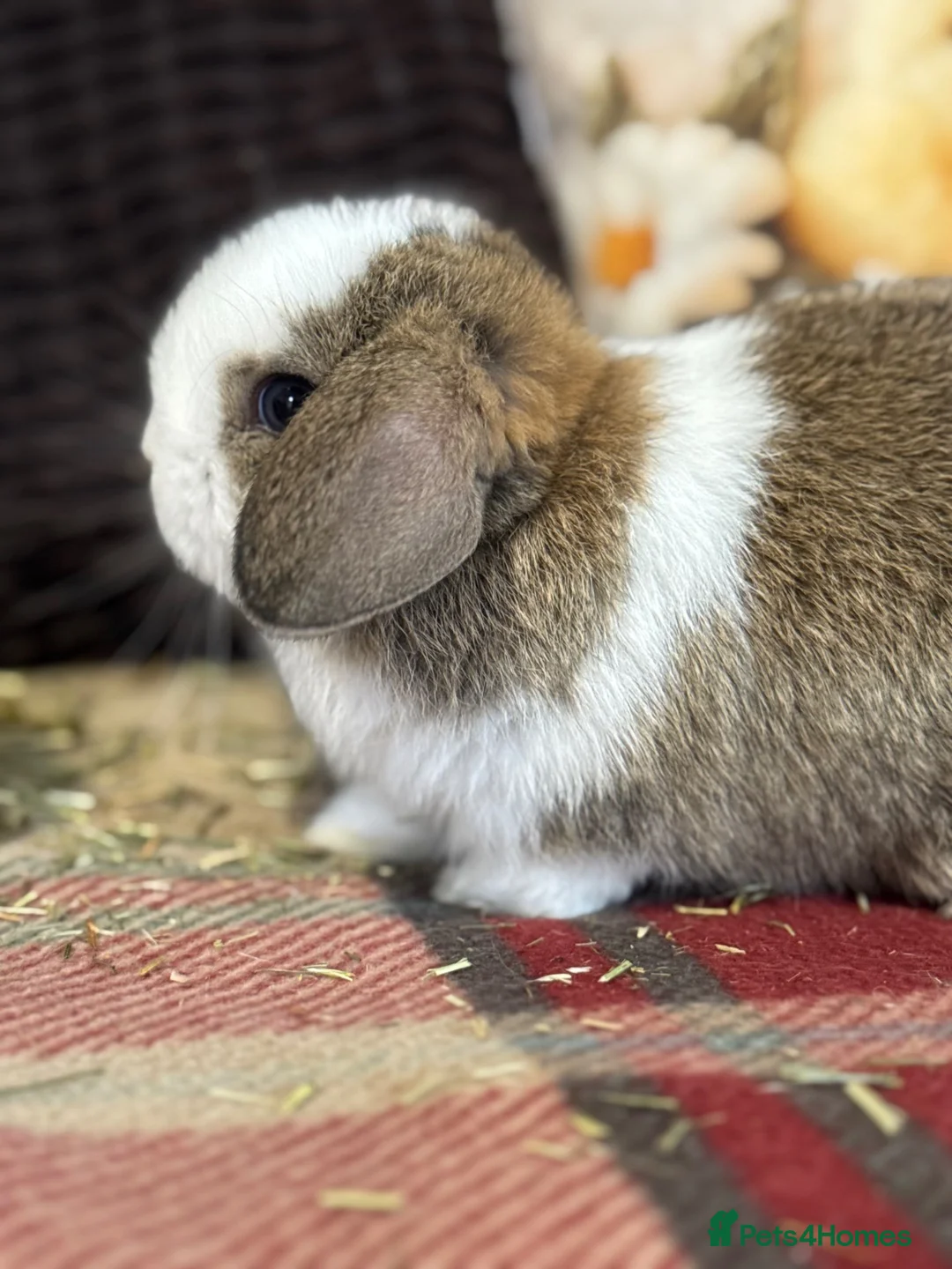 Mini Lop rabbits for sale: Super cute mini lop babies  in Llandysul - Advert 13