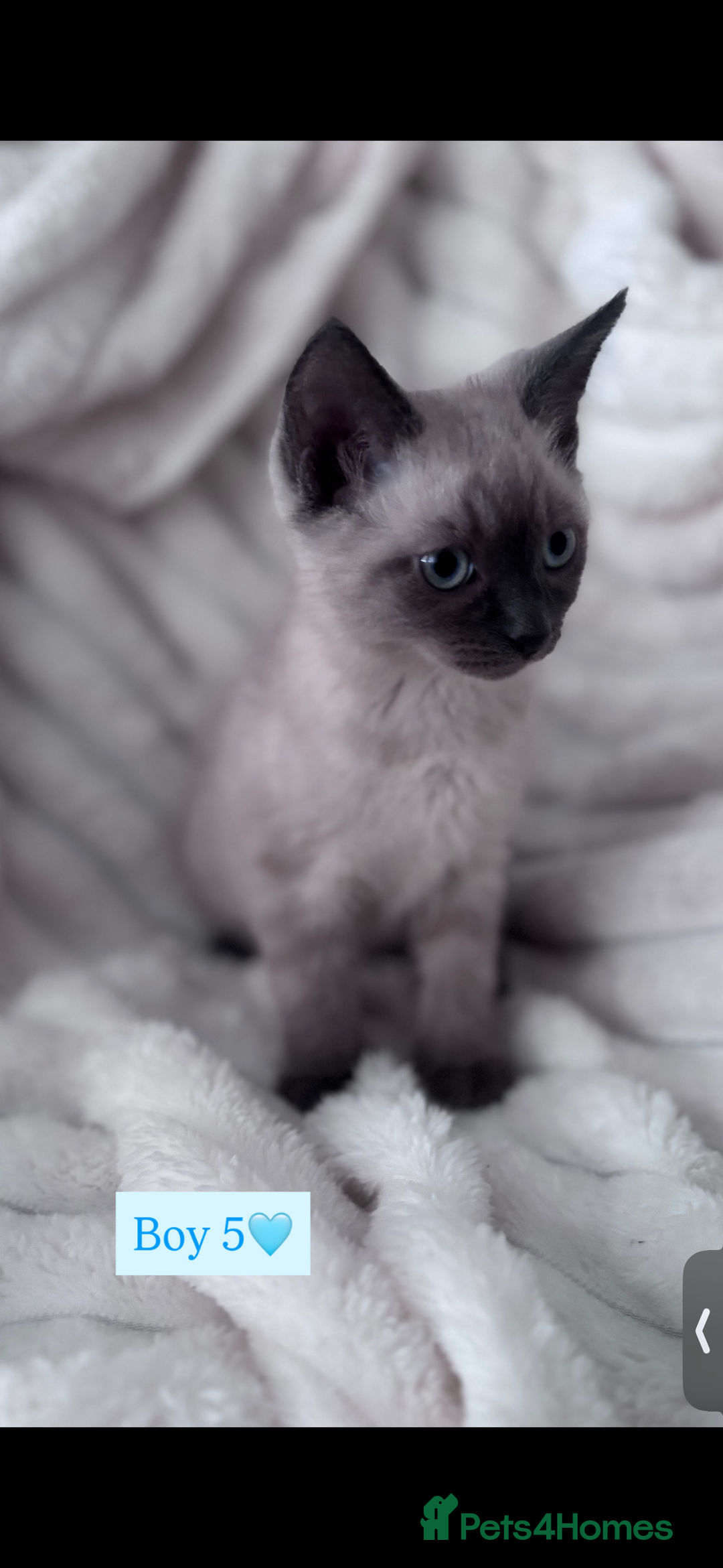 Mixed Breed cats for sale: Playful, loving kittens ready for forever home  - Advert 5