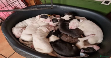 Bull Terrier dogs - Advert 12