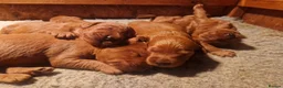 Labradoodle dogs for sale: DARK FOX RED LABRADOODLES in Alnwick - Advert 11