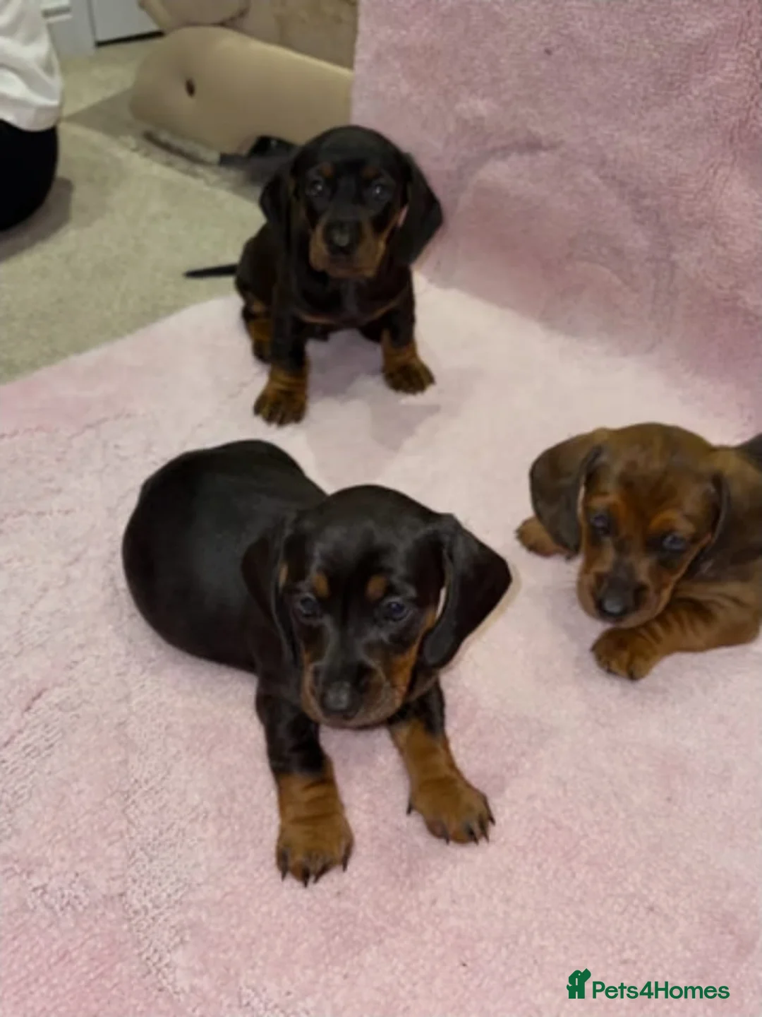 Miniature Dachshund dogs for sale: MINIATURE DACHSHUND PUPPIES FOR SALE in Norwich - Advert 1
