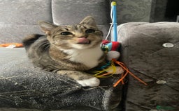 Domestic Shorthair cats for sale: 1 year old female - Image 6