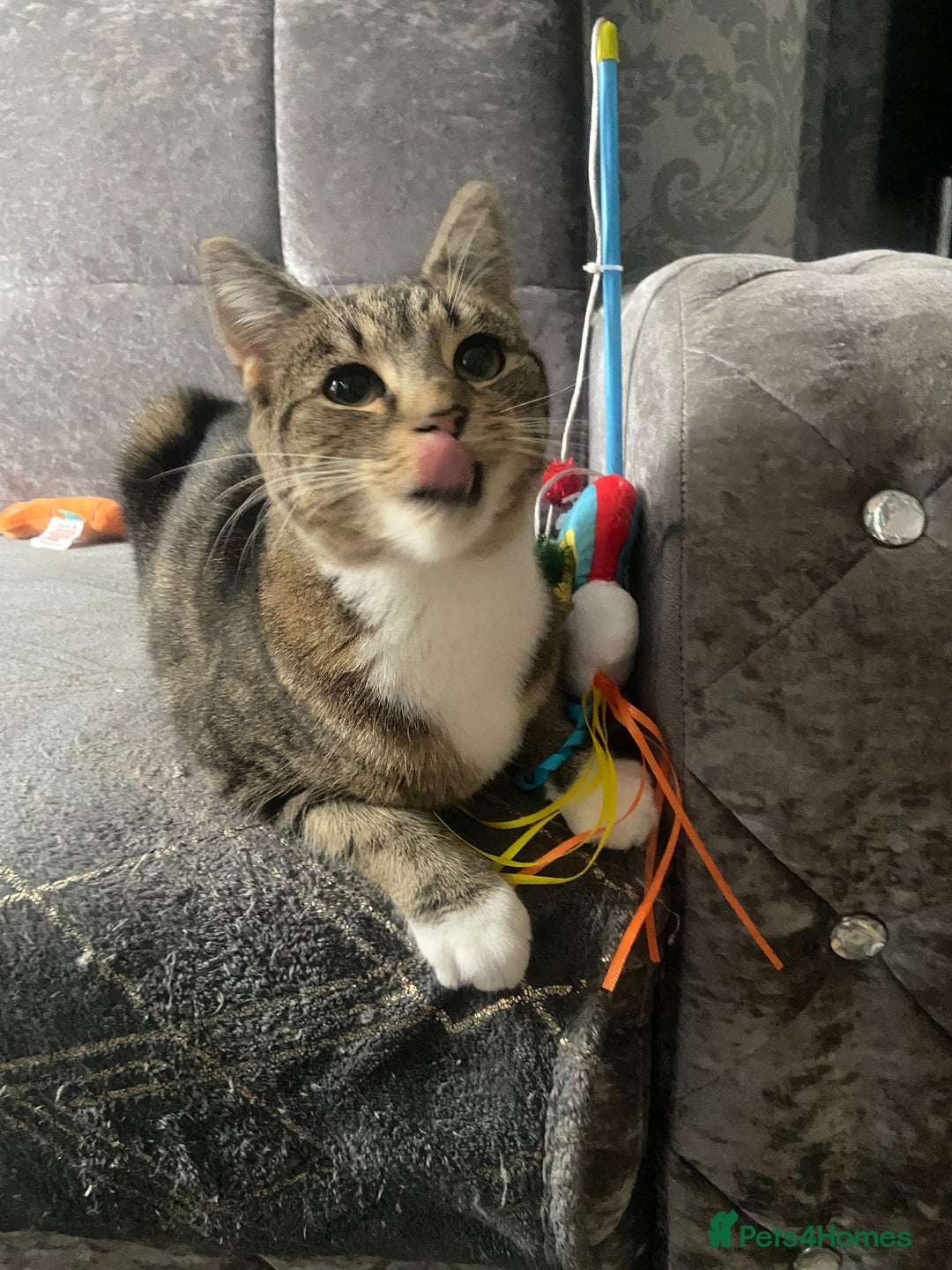 Domestic Shorthair cats for sale: 1 year old female - Image 6