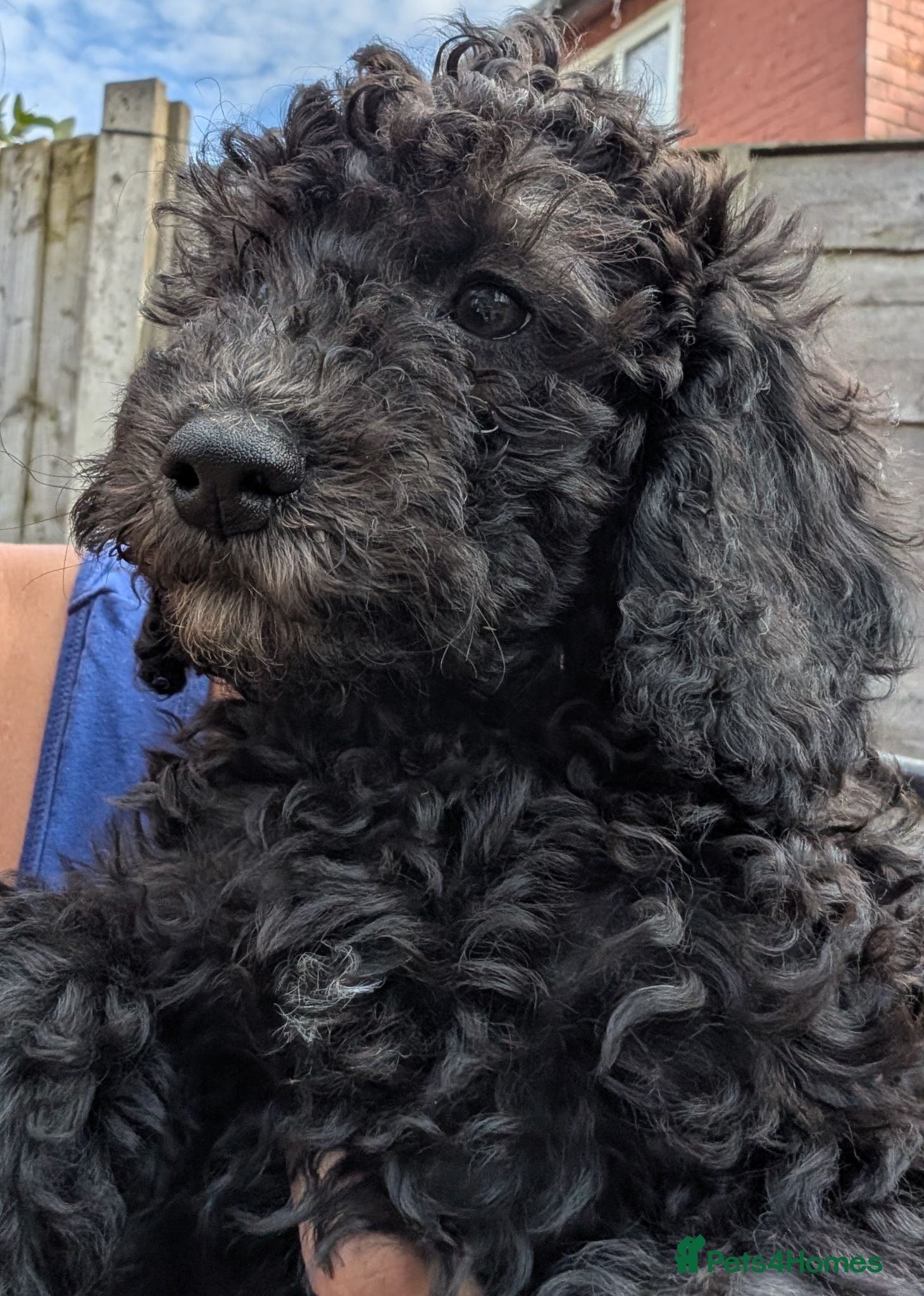 Cockapoo dogs Ready to leave. Cockapoo pups f2b - Advert 2