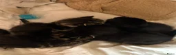 Maine Coon cats for sale: Quarter Maine coon kittens - Advert 4