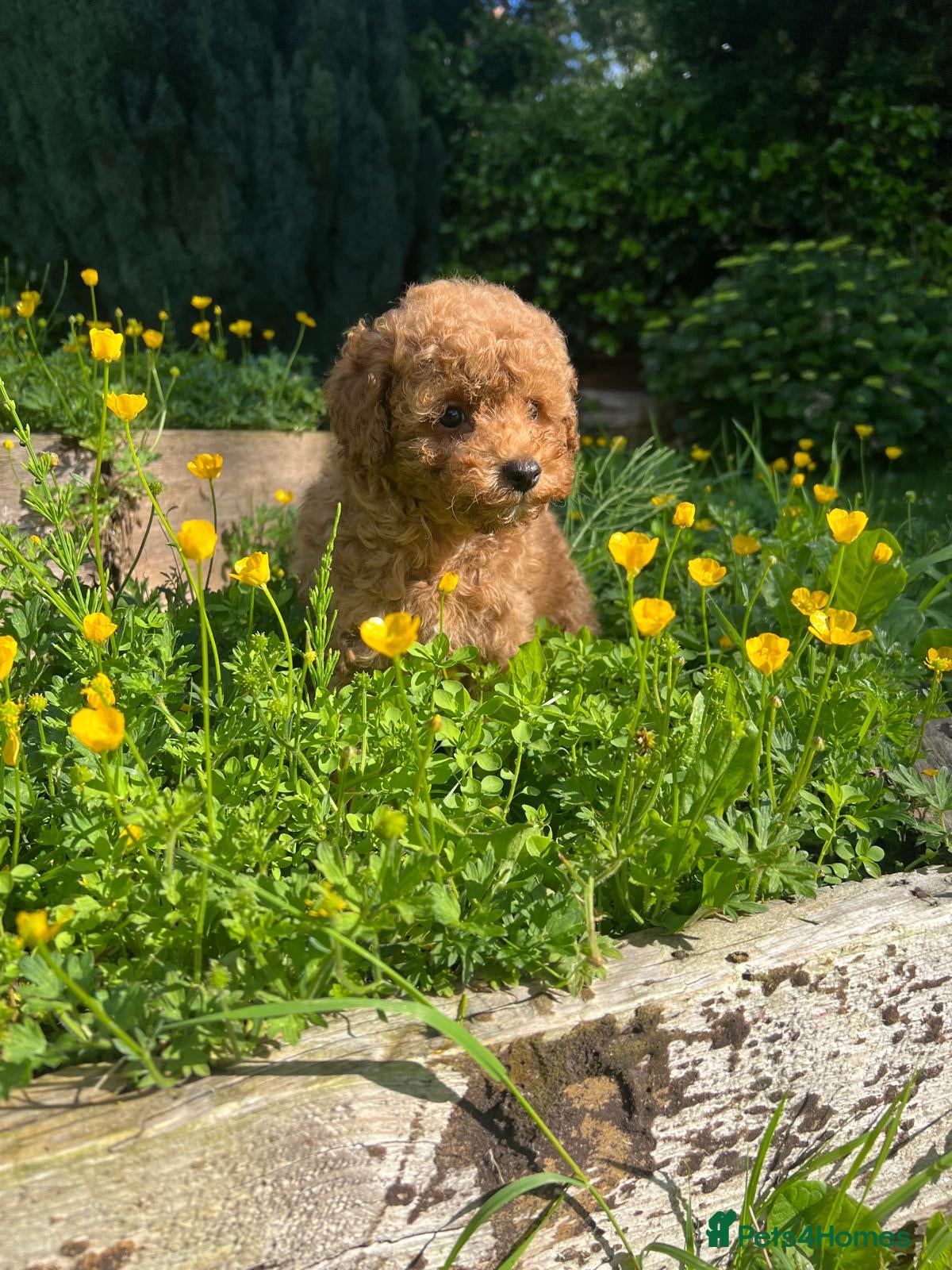 Cavapoo dogs Cavapoo F1 puppies  - Advert 1