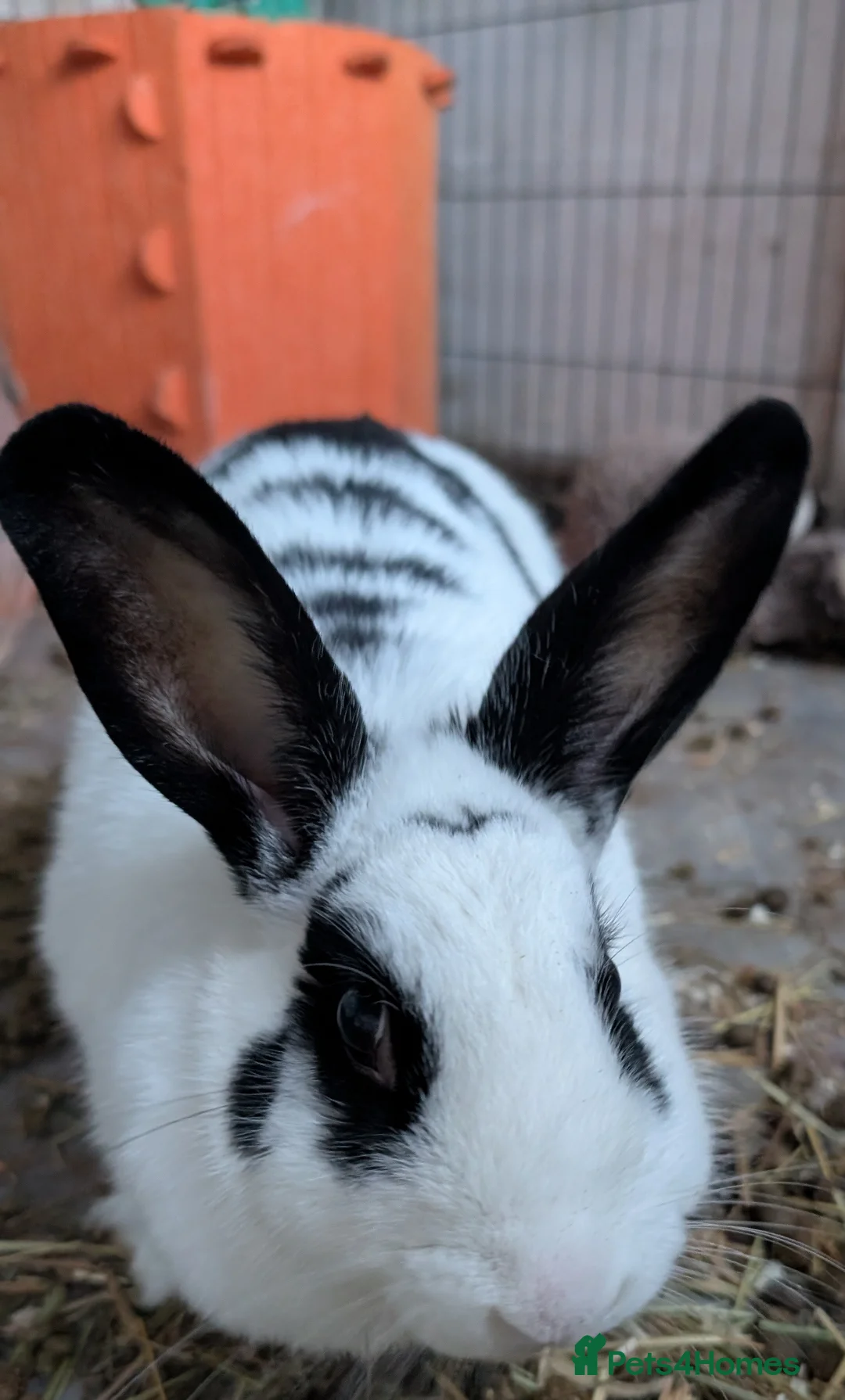 Mixed Breed rabbits for sale: Female rabbit for rehoming  - Advert 5