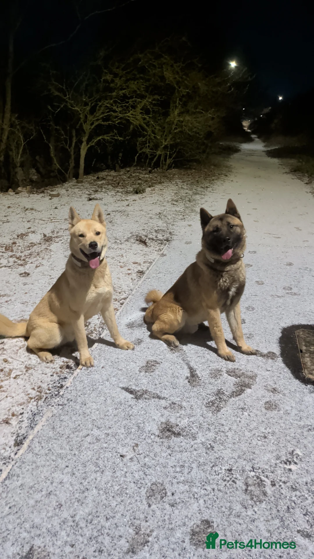 Mixed Breed dogs for sale: Akita mix - Advert 4