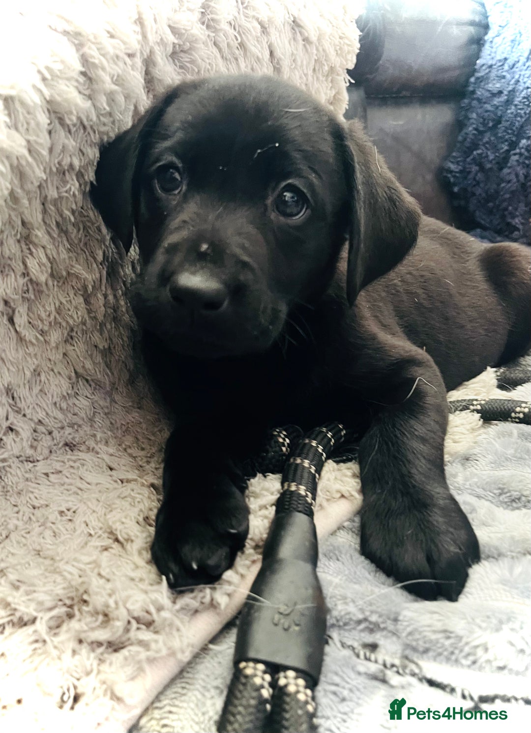Labrador Retriever dogs for sale: 8 super Labrador pups 4 girls 4 boys**NEW PHOTOS** - Image 1