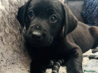 Labrador Retriever dogs - Advert 2