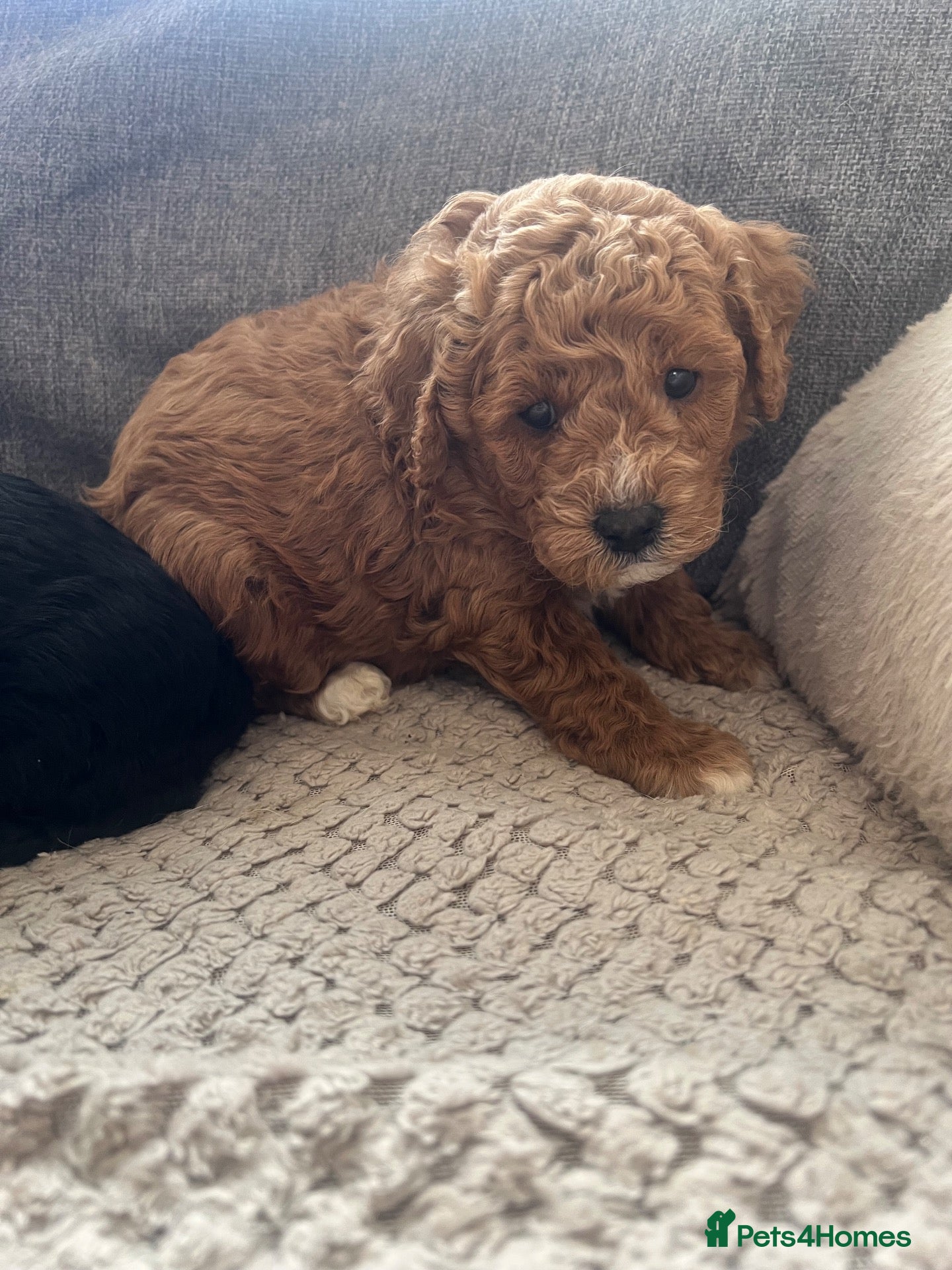 Mixed Breed dogs for sale: Miniature Poodle puppies available  - Advert 1